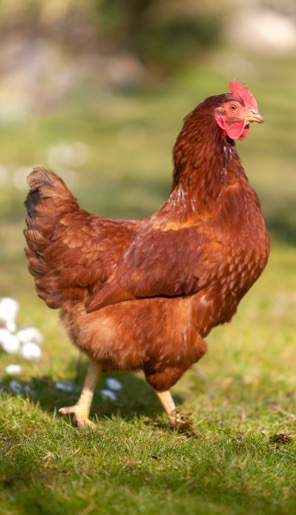 Vente de poules Bourges