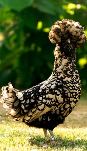 Vente de poules Bourges