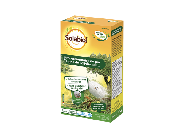 Processionnaires du Pin