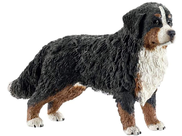 Chien Bouvier Bernois