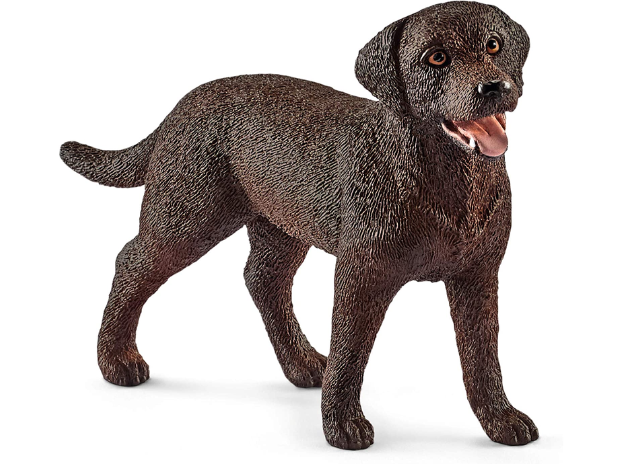 Chien Labrador Retriever chocolat