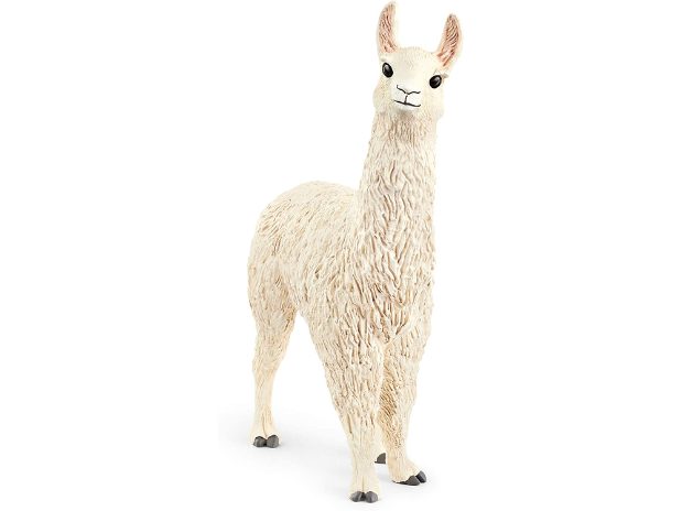 Lama