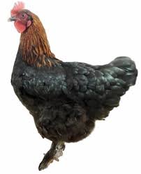 Poules Pondeuses de collection