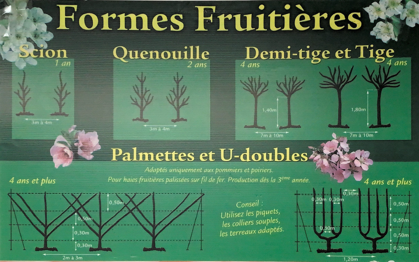 Pommier