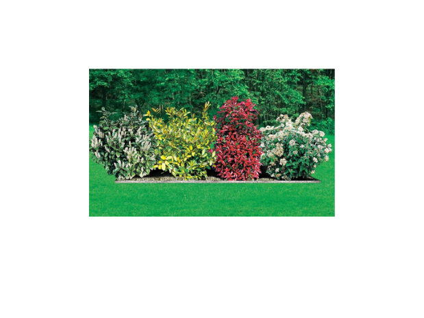 Arbustes de haie persistante