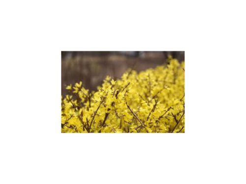 Arbustes de haie caduc