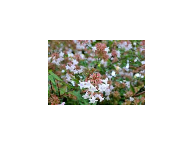 Arbustes de haie caduc